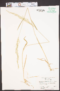 Sphenopholis intermedia image