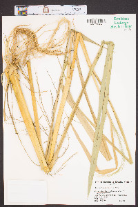 Zizaniopsis miliacea image