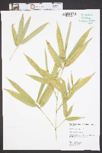 Phyllostachys aurea image