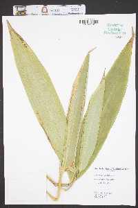 Indocalamus tessellatus image