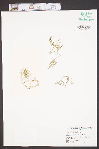 Podostemum ceratophyllum image