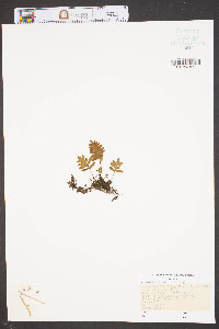 Pleopeltis polypodioides image