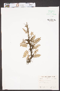 Pleopeltis polypodioides image
