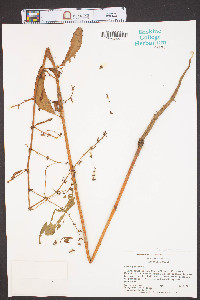 Rumex pulcher image