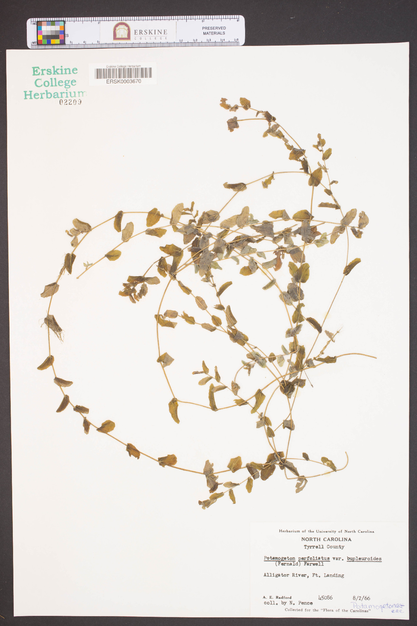 Potamogeton perfoliatus var. bupleuroides image