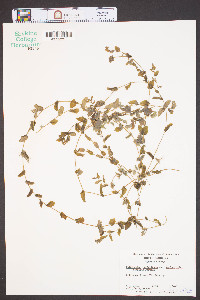 Potamogeton perfoliatus image