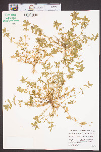 Lysimachia arvensis image