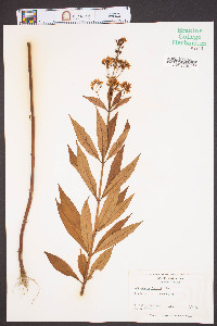 Lysimachia fraseri image