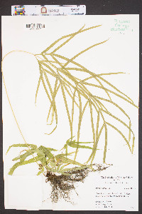 Pteris cretica image