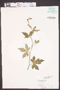 Aconitum uncinatum image
