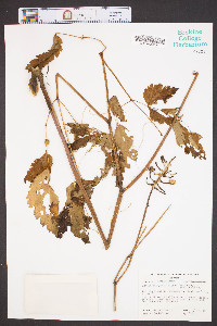 Actaea pachypoda image