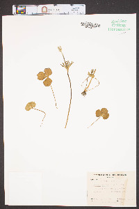 Anemone caroliniana image