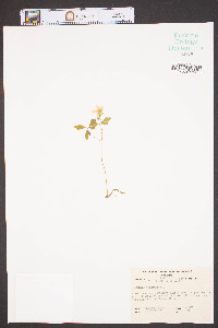 Anemone quinquefolia image