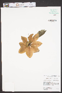 Clematis x jackmanii image
