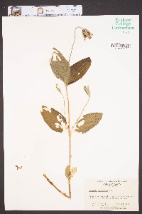 Clematis ochroleuca image