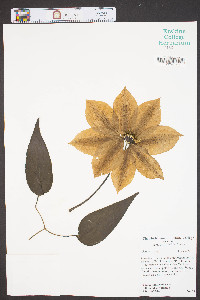 Clematis patens image