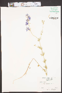 Delphinium ajacis image