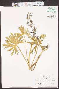 Delphinium tricorne image
