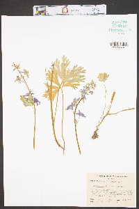 Delphinium tricorne image