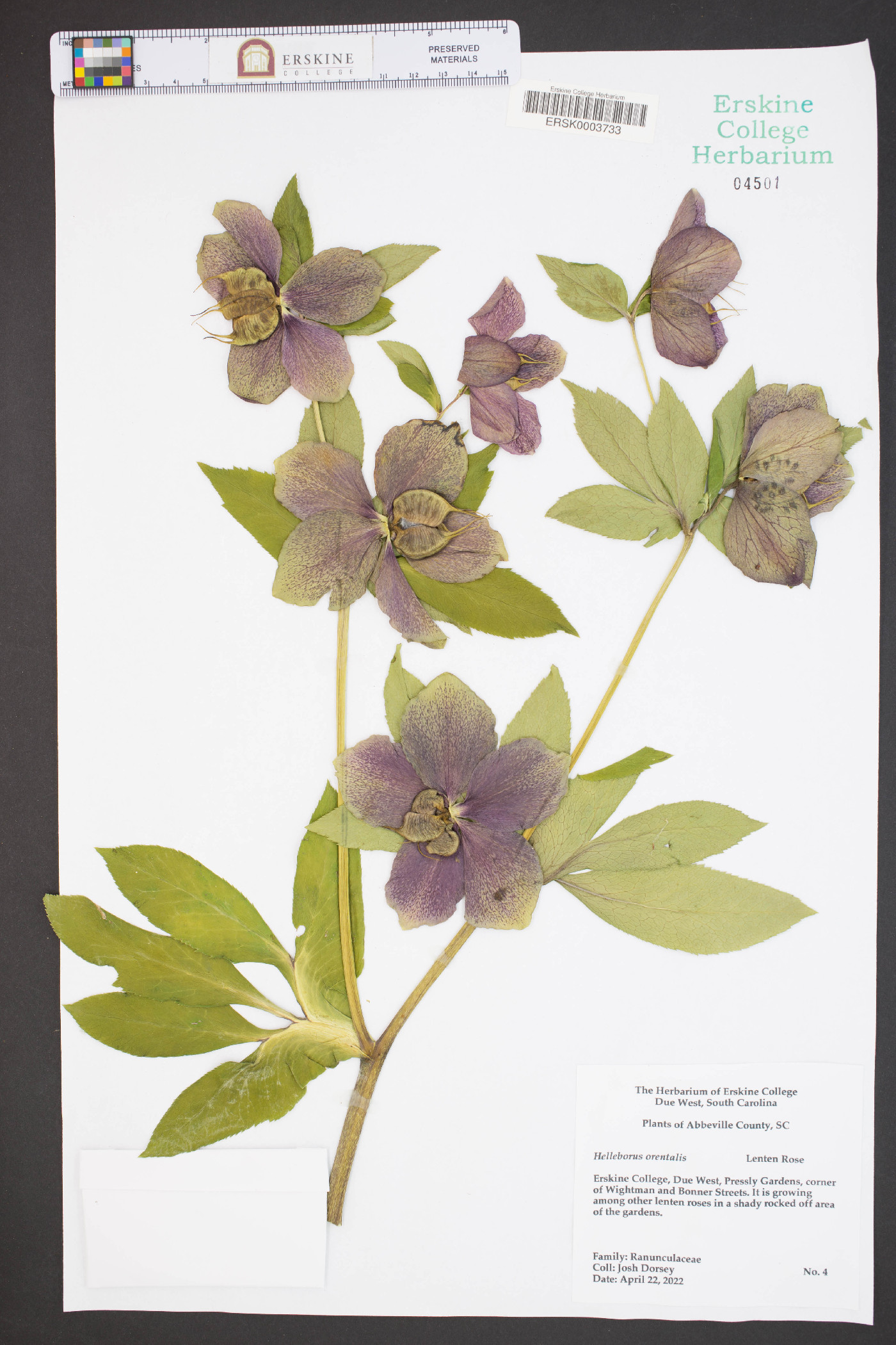 Helleborus orientalis image
