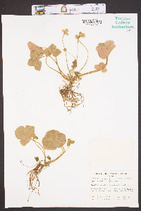 Anemone americana image