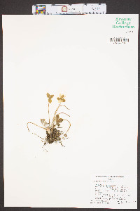 Anemone americana image