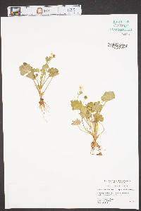 Ranunculus muricatus image