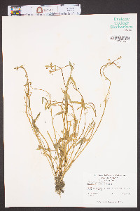 Ranunculus pusillus image
