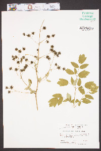 Thalictrum coriaceum image
