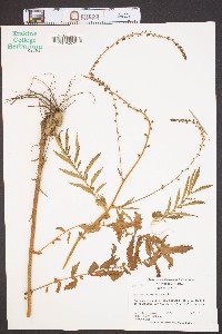 Agrimonia parviflora image