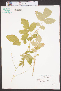 Agrimonia rostellata image