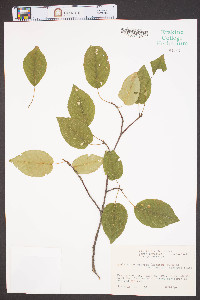 Amelanchier arborea var. laevis image