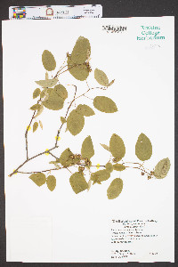 Amelanchier canadensis image