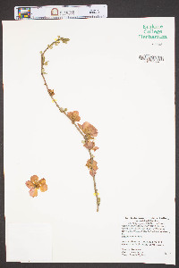Chaenomeles x superba image