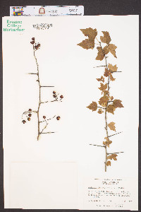 Crataegus phaenopyrum image