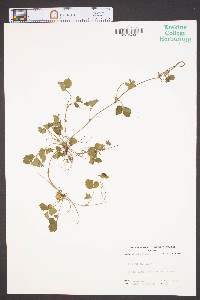 Potentilla indica image