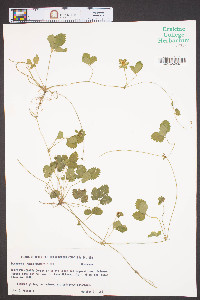 Potentilla indica image