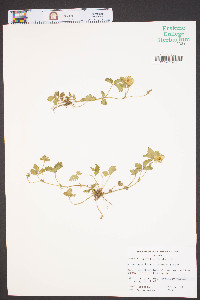 Potentilla indica image