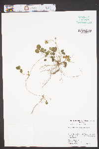 Potentilla indica image