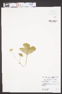Fragaria ananassa image