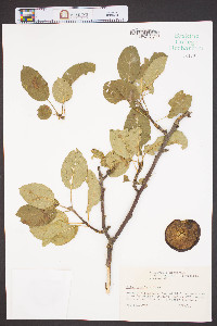 Malus pumila image