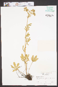 Potentilla erecta image