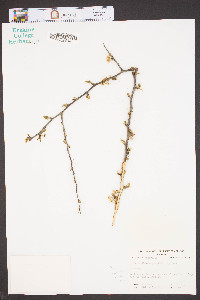 Prunus angustifolia image