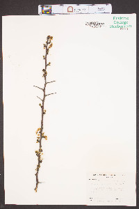 Prunus angustifolia image