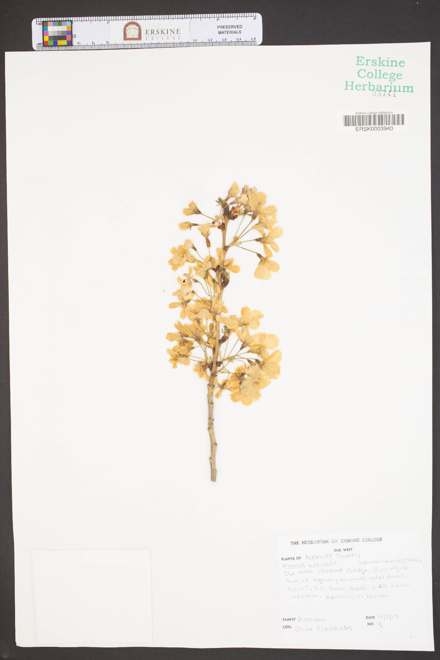 Prunus serrulata image