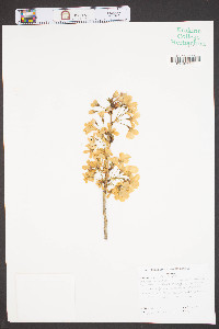 Prunus serrulata image