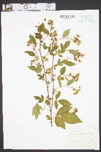 Rubus argutus image