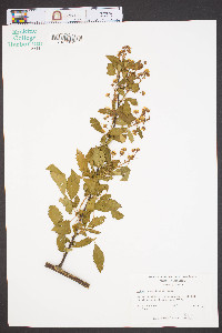 Rubus argutus image