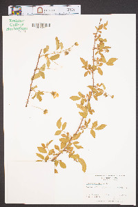 Rubus fruticosus image