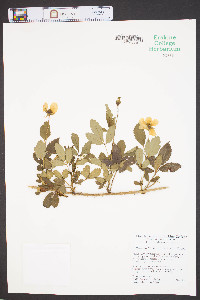 Rubus fruticosus image